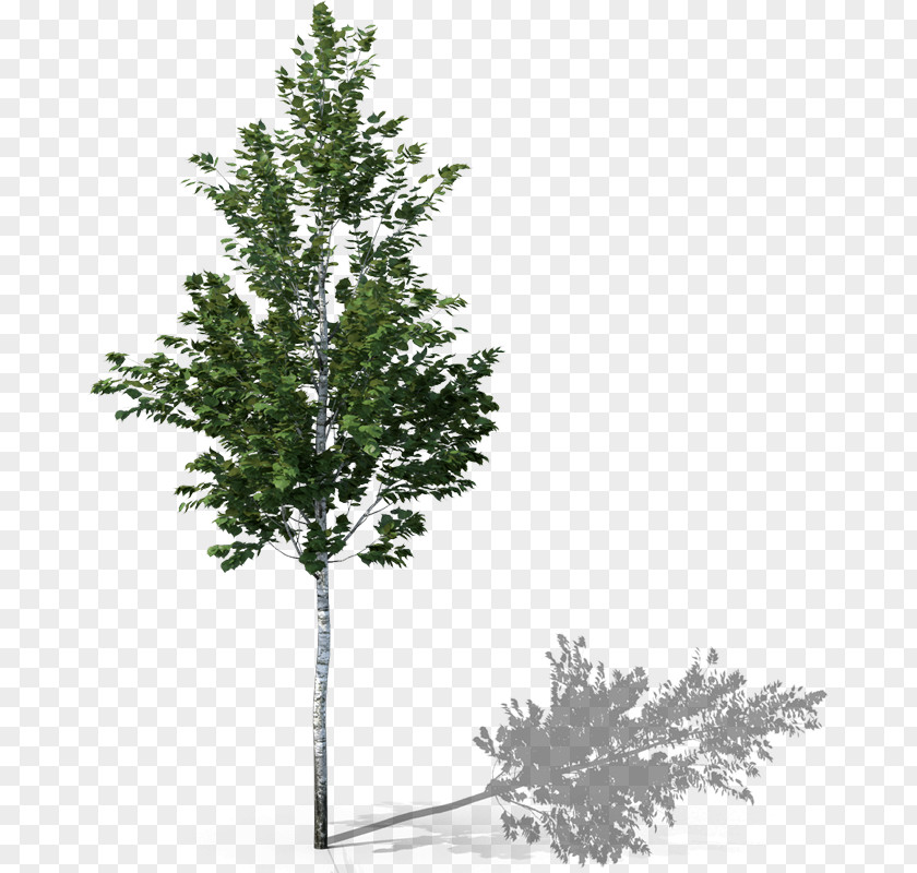Leaf Fir Spruce Twig Evergreen Shrub PNG