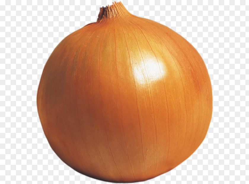 Onion Yellow Calabaza Winter Squash Pumpkin PNG