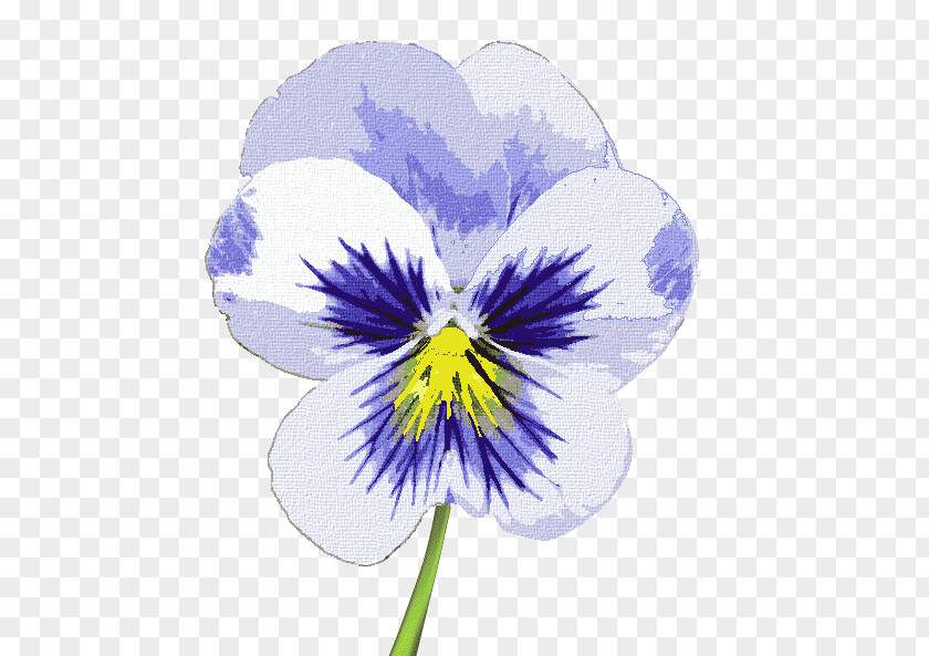 Pansy Violet Flowering Plant PNG