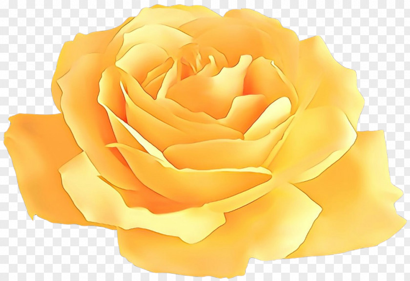 Peach Rose Order Background Family Day PNG