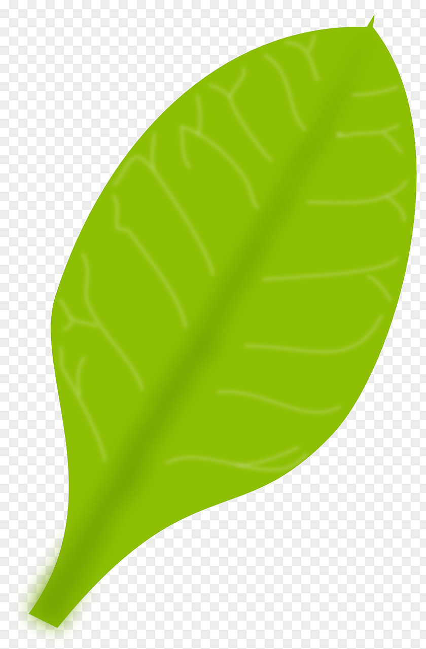 Simple Leaf Green PNG