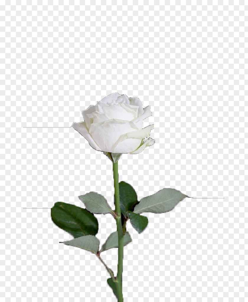 White Roses Centifolia Garden Rosa Xd7 Alba Flower PNG