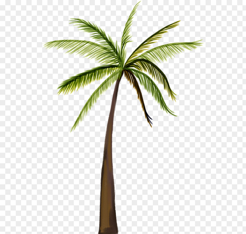 A Coconut Tree Asian Palmyra Palm PNG
