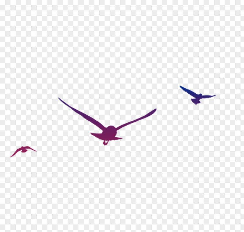 Bird Gulls PNG