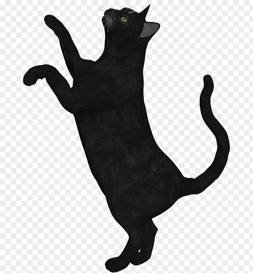 Cat Black Domestic Short-haired Whiskers Panther PNG