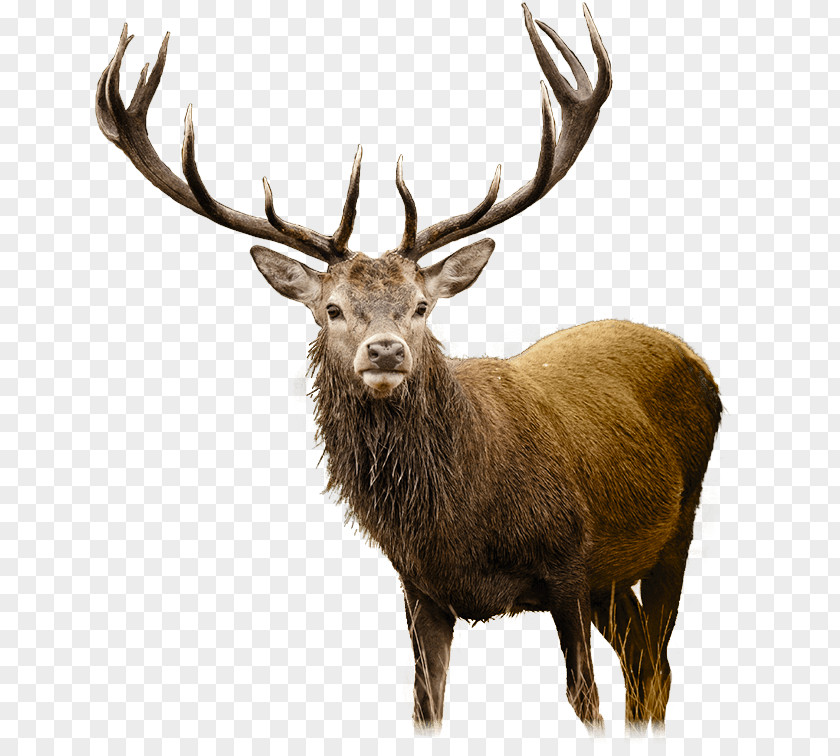 Deer White-tailed Elk Clip Art PNG