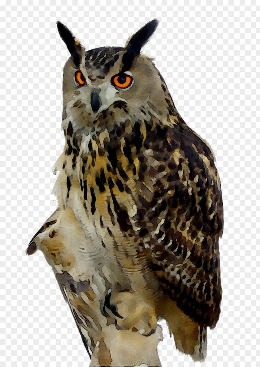 Eurasian Eagle-owl Bird Snowy Owl Barn PNG