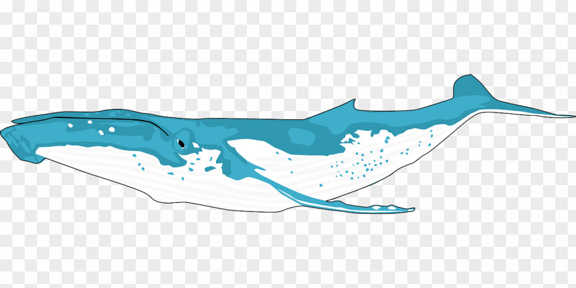 Huge Whale Humpback Killer Clip Art PNG