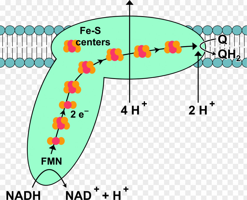 Respiratory Complex I Oxidative Phosphorylation Redox Protein PNG