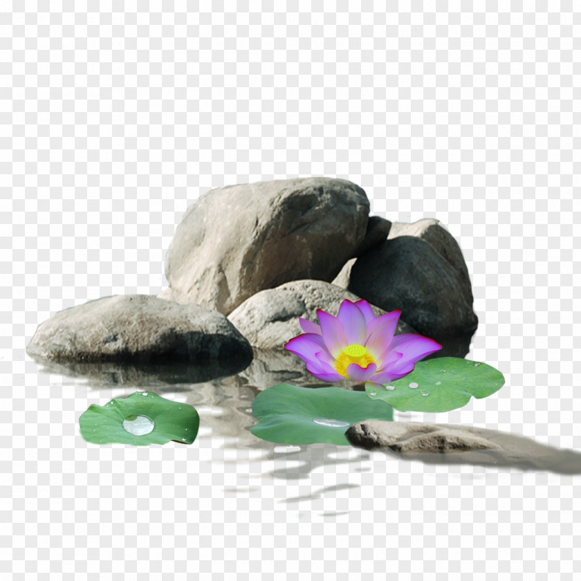 Stone Lotus Download Google Images Nelumbo Nucifera PNG