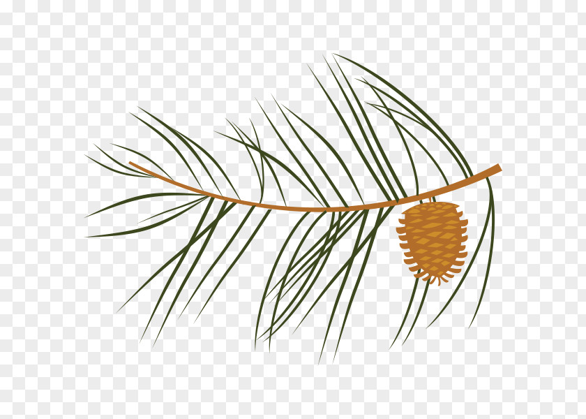 Twig Leaf Tree Pine Clip Art PNG