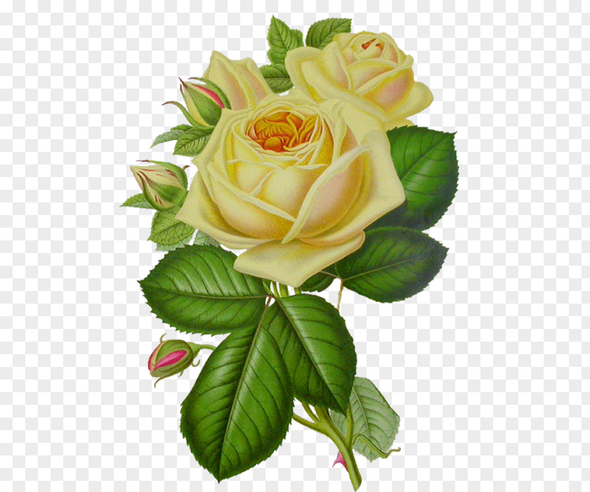 White Roses Rose Flower Printing Clip Art PNG