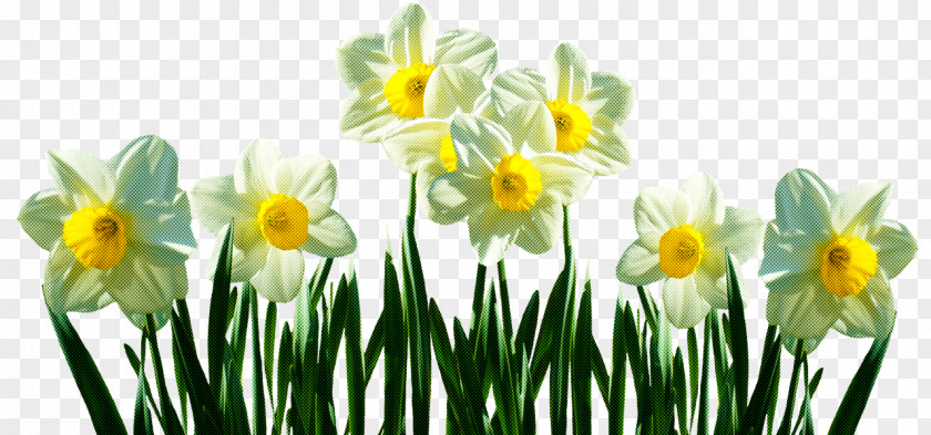 Wild Daffodil Bunch-flowered Tulip Ornamental Plant Lily PNG