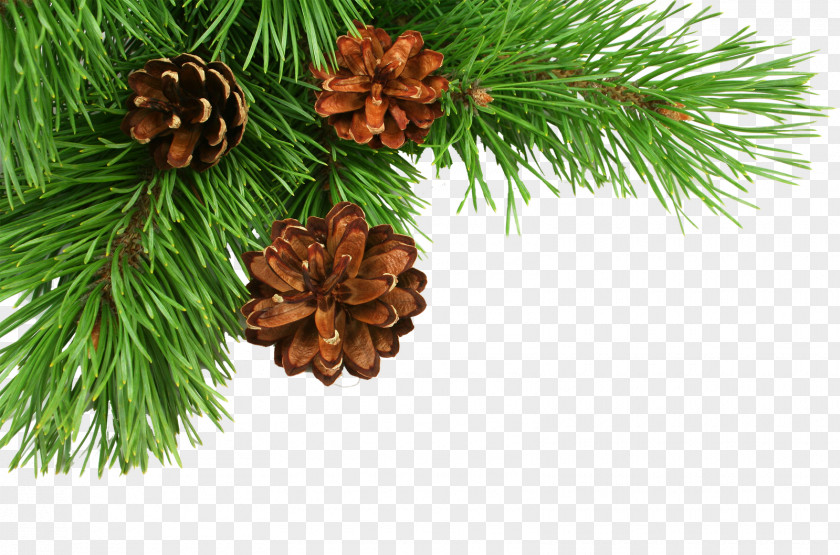 Fir-tree Christmas Tree Pine Conifer Cone PNG