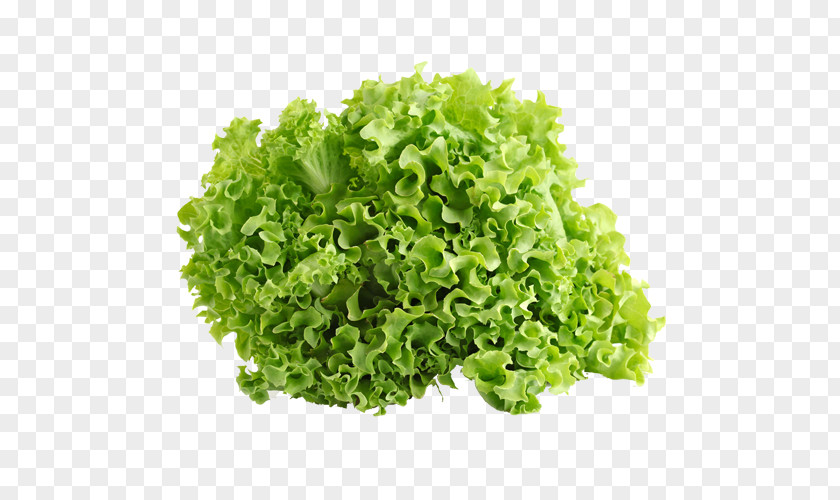 Lettuce Iceberg Leaf Vegetable Salad Endive Red PNG