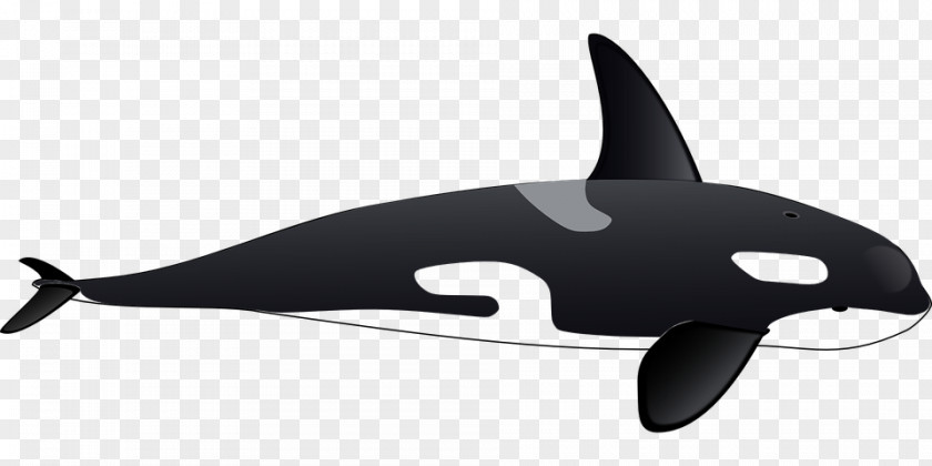 Penguin Killer Whale Cetacea Marine Mammal Clip Art PNG