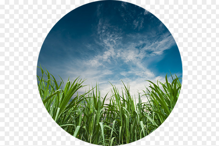 Sugar Sugarcane Agriculture Bioenergy Industry Fertilisers PNG