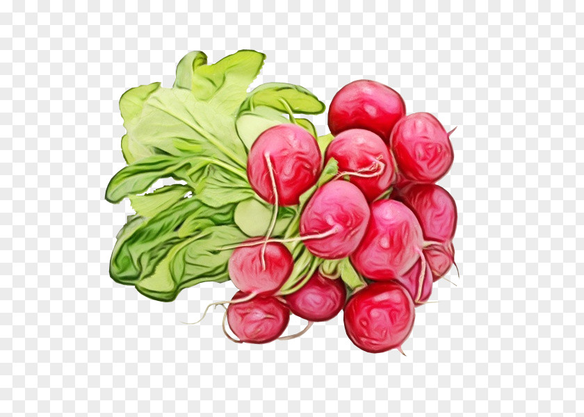 Tulip Petal Garden Radish Food Velyki Kopani Vegetable Wholesale PNG