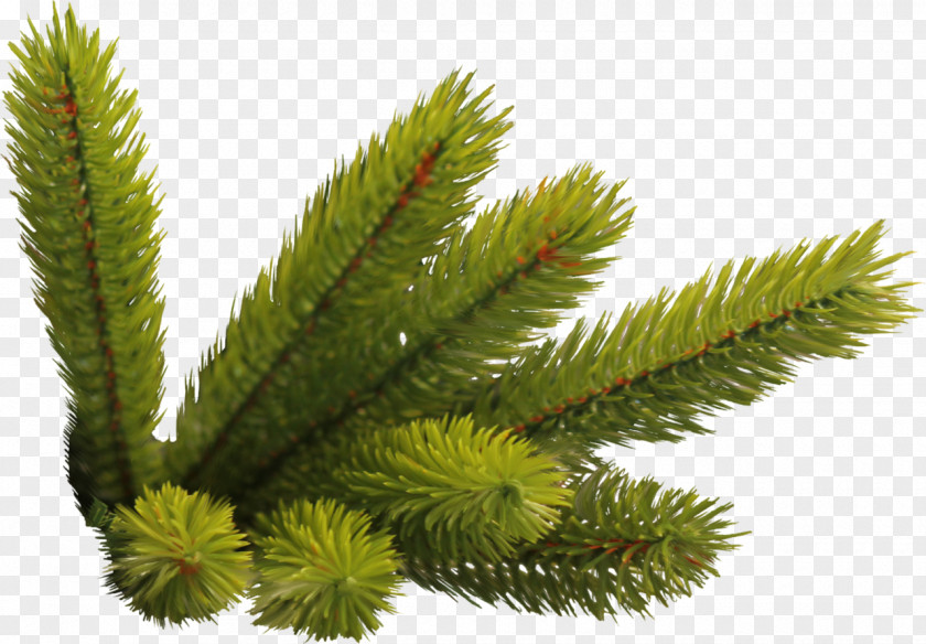 Twigs Fraser Fir Christmas Spruce New Year Tree Pre-lit PNG