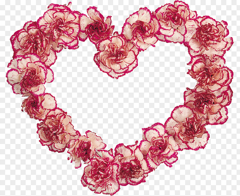 Flower Carnation Image Cut Flowers PNG