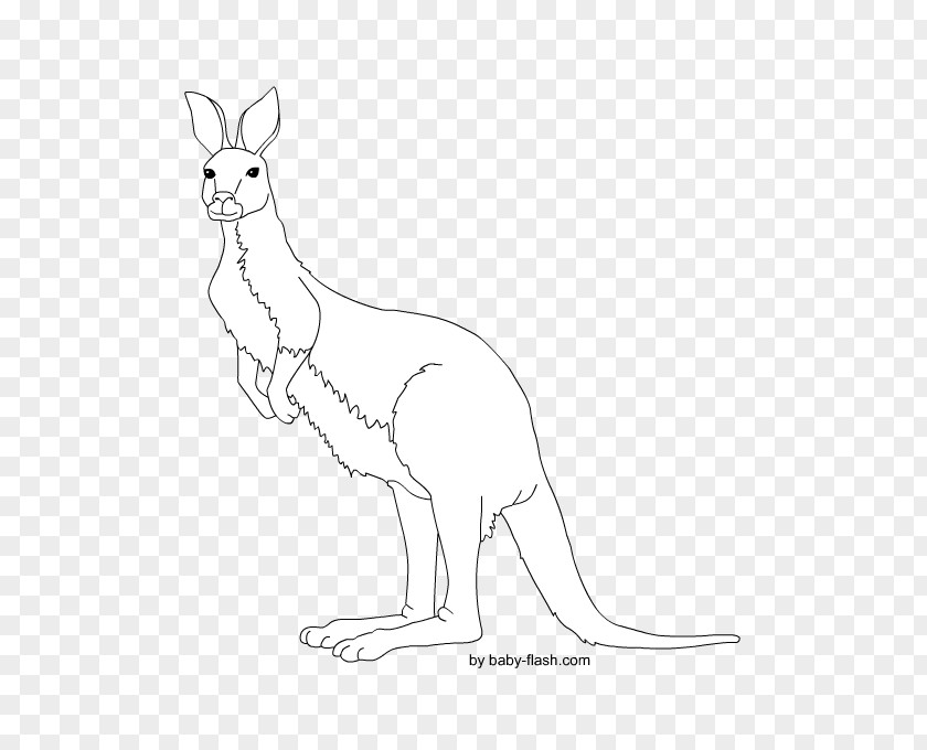 Kangaroo Red Fox Macropodidae Hare Animal PNG