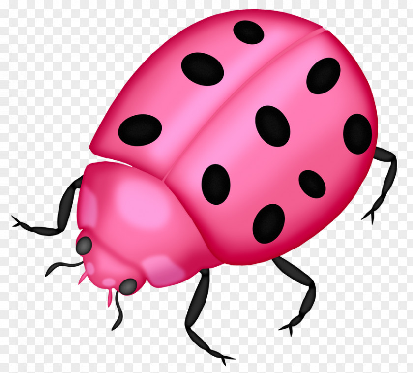 Weevil Jewel Bugs Ladybird PNG