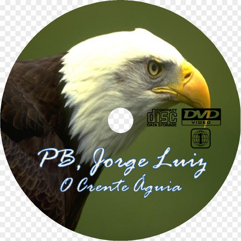 Bird Bald Eagle Malang Beak PNG