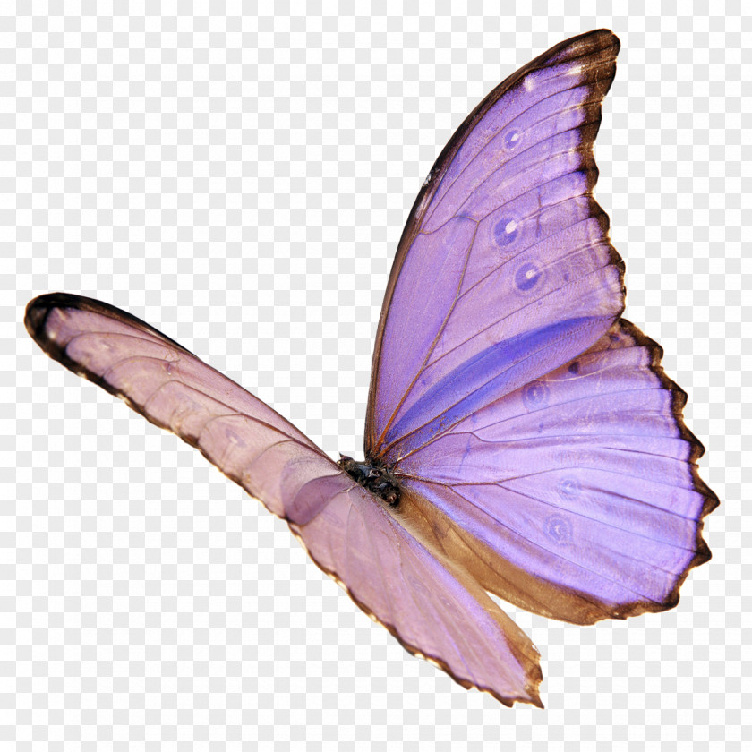 Butterfly A New Day For Heaven Room Food Shiny Tongue Shadow Mind PNG