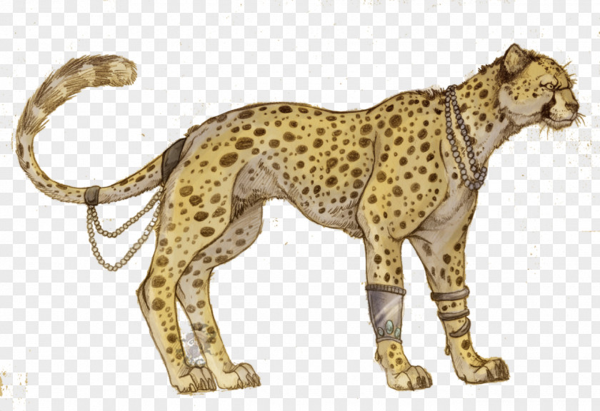 Cheetah Picture Felidae Tiger Cat Lion PNG