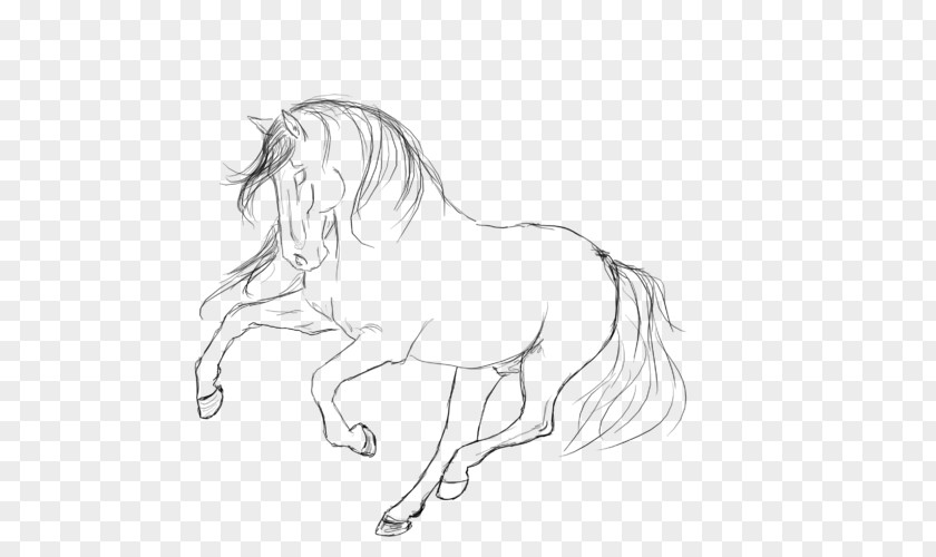 Horse Mane Pony Line Art Sketch PNG