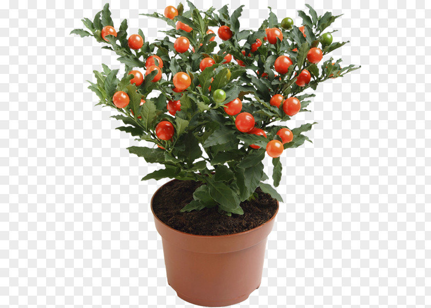 Plant Ornamental Solanum Pseudocapsicum Nightshade Blossom PNG