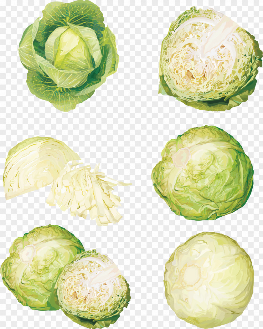 Vector Various Forms Of Cabbage Vegetable Food Illustration PNG