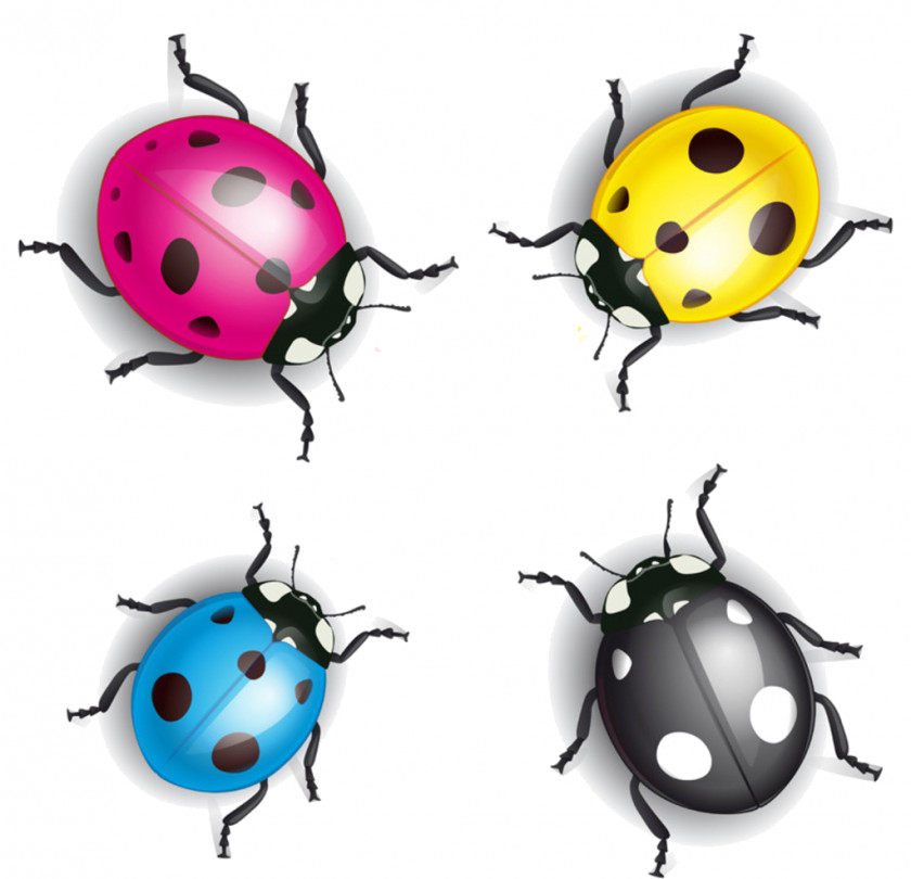 Coccinelle PNG
