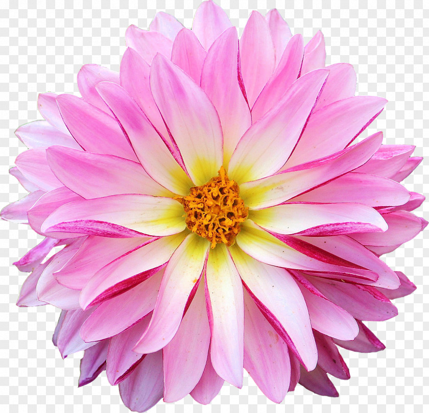 Dahlia Flower Clip Art PNG