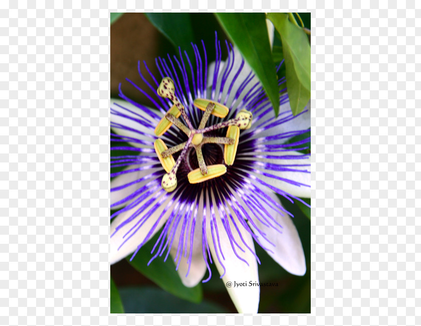 Flower Purple Passionflower Giant Granadilla Petal PNG