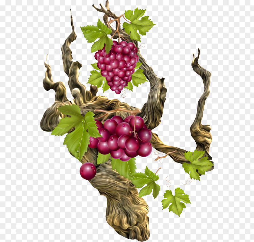 Grape Coarse Woody Debris Branch Raisin Berry PNG