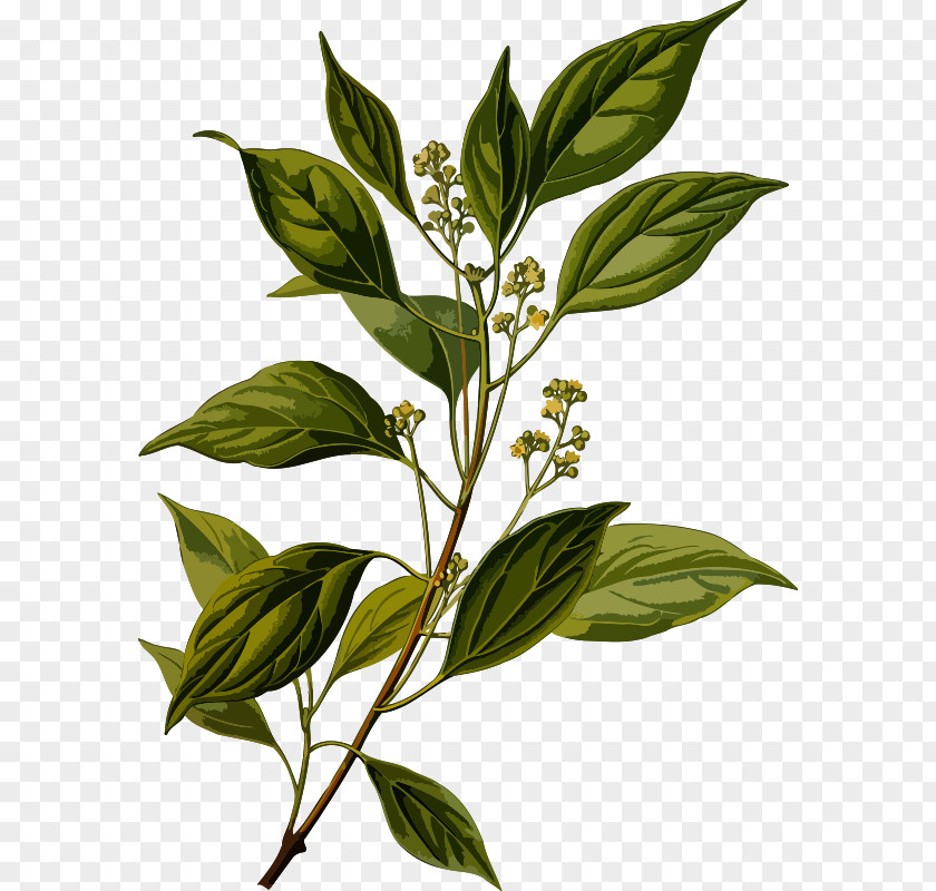 Oil Camphor Tree Ravensara Aromatica Herb PNG