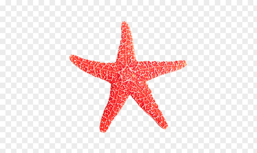 Red Starfish Euclidean Vector Icon PNG