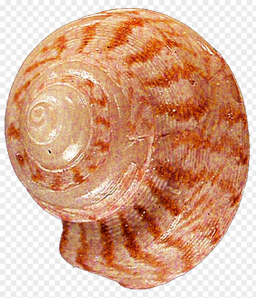 Seashell Snail Clam Conchology Veneroida PNG