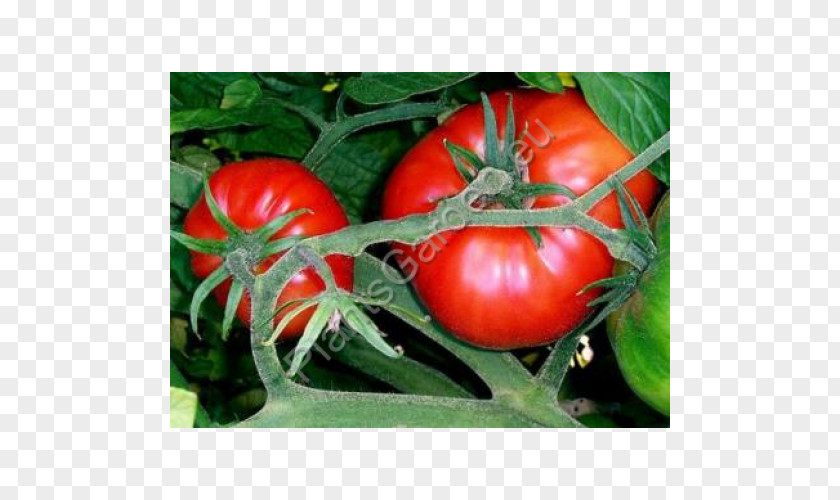 Tomato Marmande Seed Oil Heirloom Beefsteak PNG