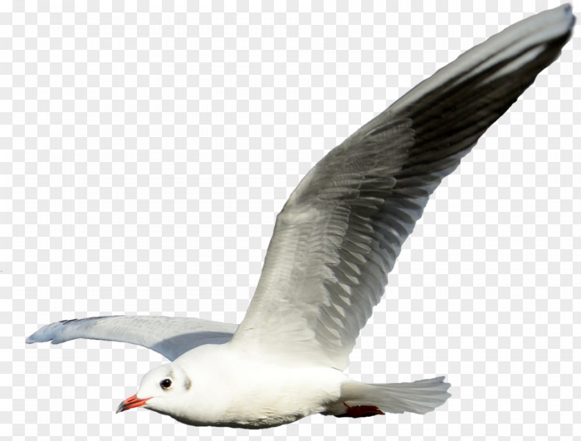 Bird Flying Transparent Background Gulls Clip Art Flight Shorebirds PNG