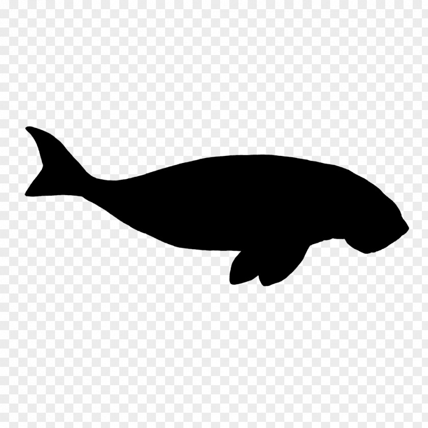 Dolphin Porpoise Whales Cetaceans Clip Art PNG