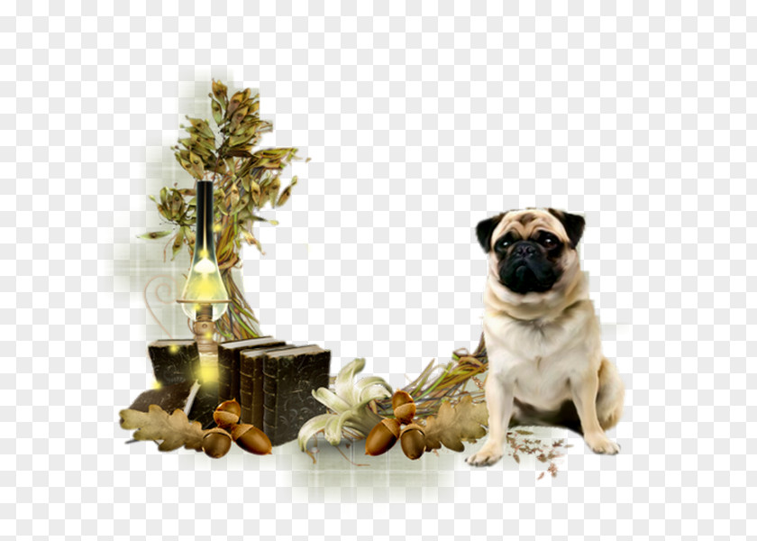 Ephedia Partie 2 Pug Dog Breed Companion Toy Snout PNG