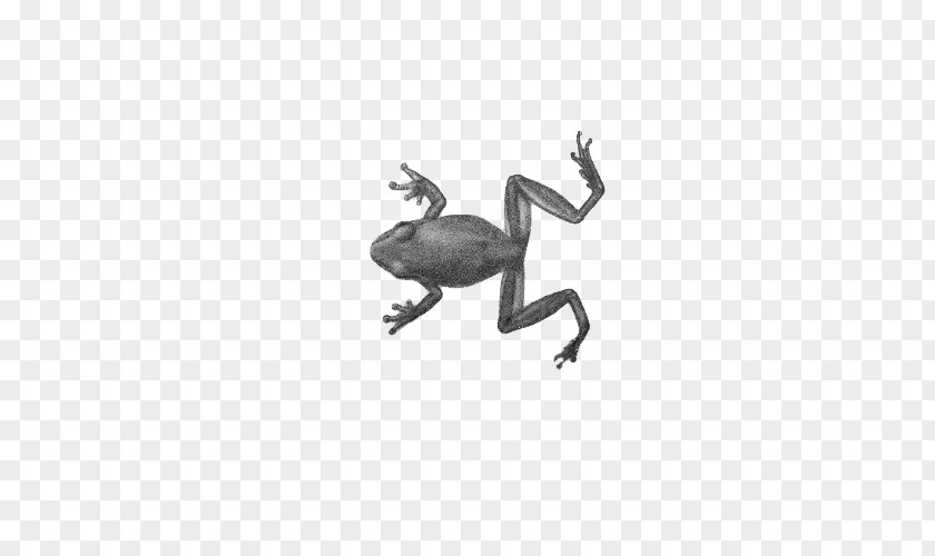 Frog Amphibian Toad PNG