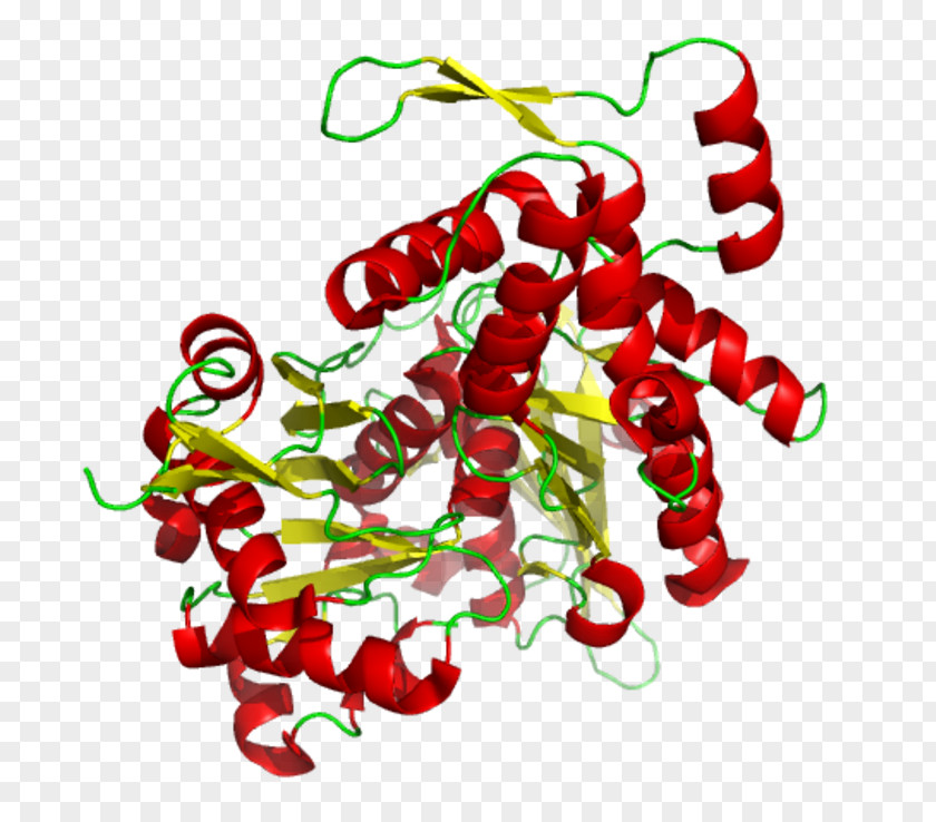 Human Skeletal Muscle Gelsolin Actin Globular Protein Microfilament PNG