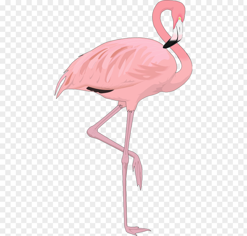 Ostrich Flamingo Bird Clip Art PNG
