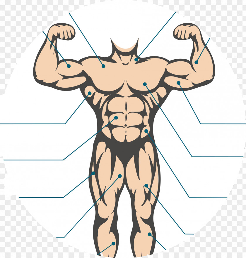 Silhouette Human Body Anatomy PNG