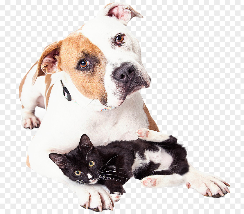 Spay And Neuter Dog Cat Neutering Veterinarian Pet PNG