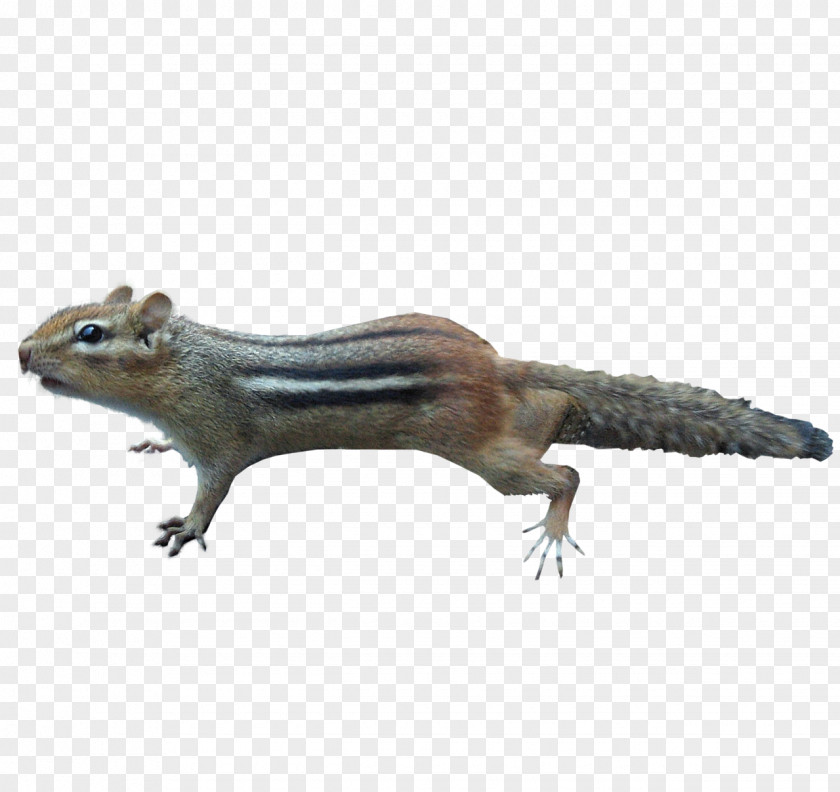 Squirrel Squirrels And Chipmunks Rodent Image PNG