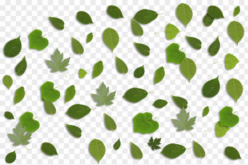 Green Leaf Background Illustration PNG